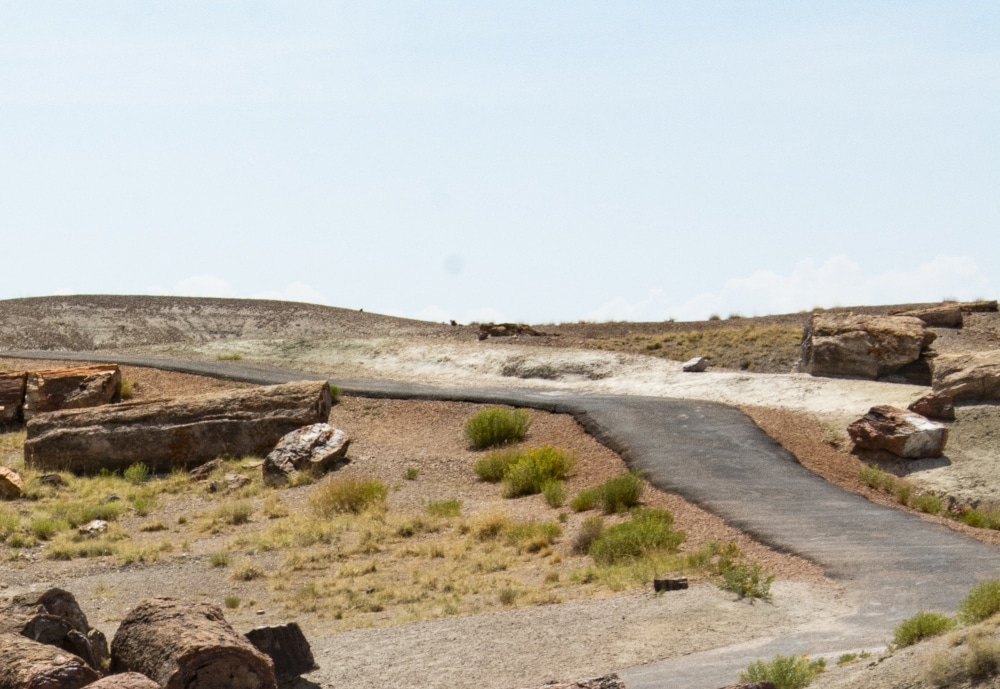 A paved path winds through petrified logs at Petrified Forest National Park.