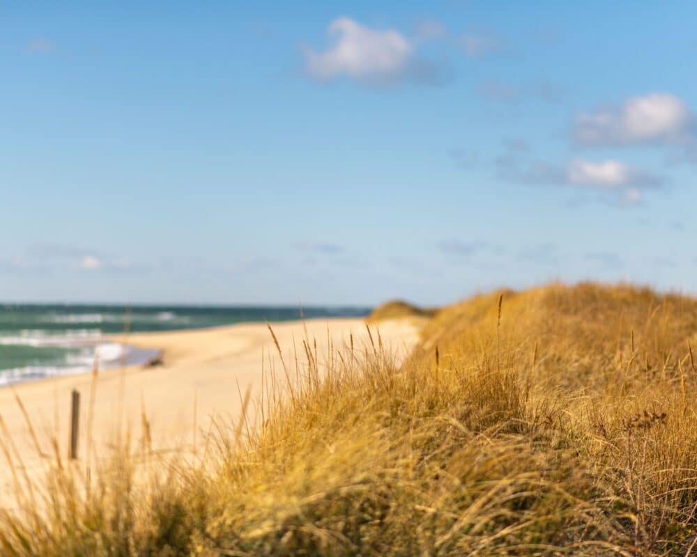 Grass covered sand dunes - Cape Cod
