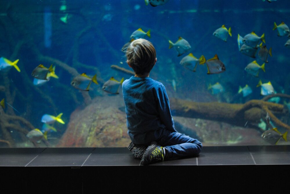 Child in aquarium - Mystic Aquarium