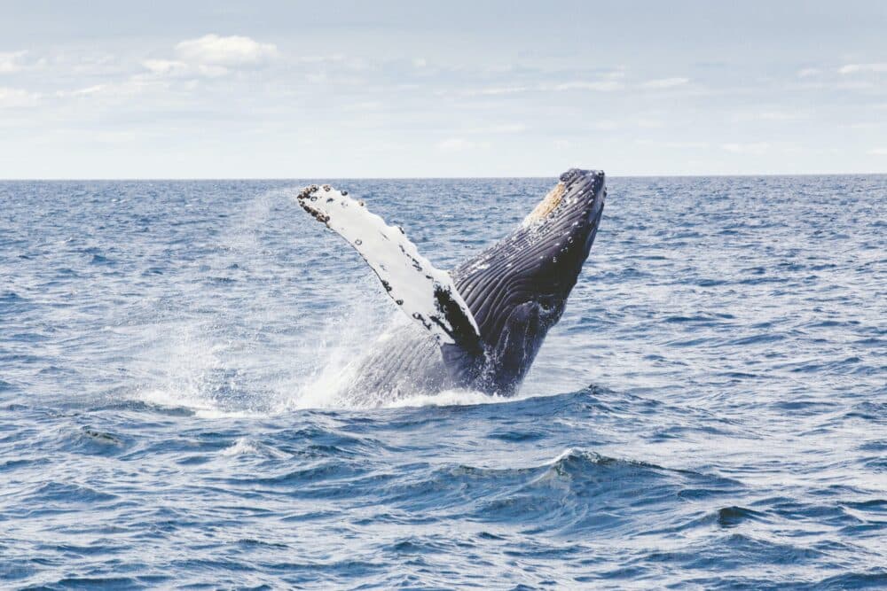 humpback whale breaching - Cape Cod romantic getaways