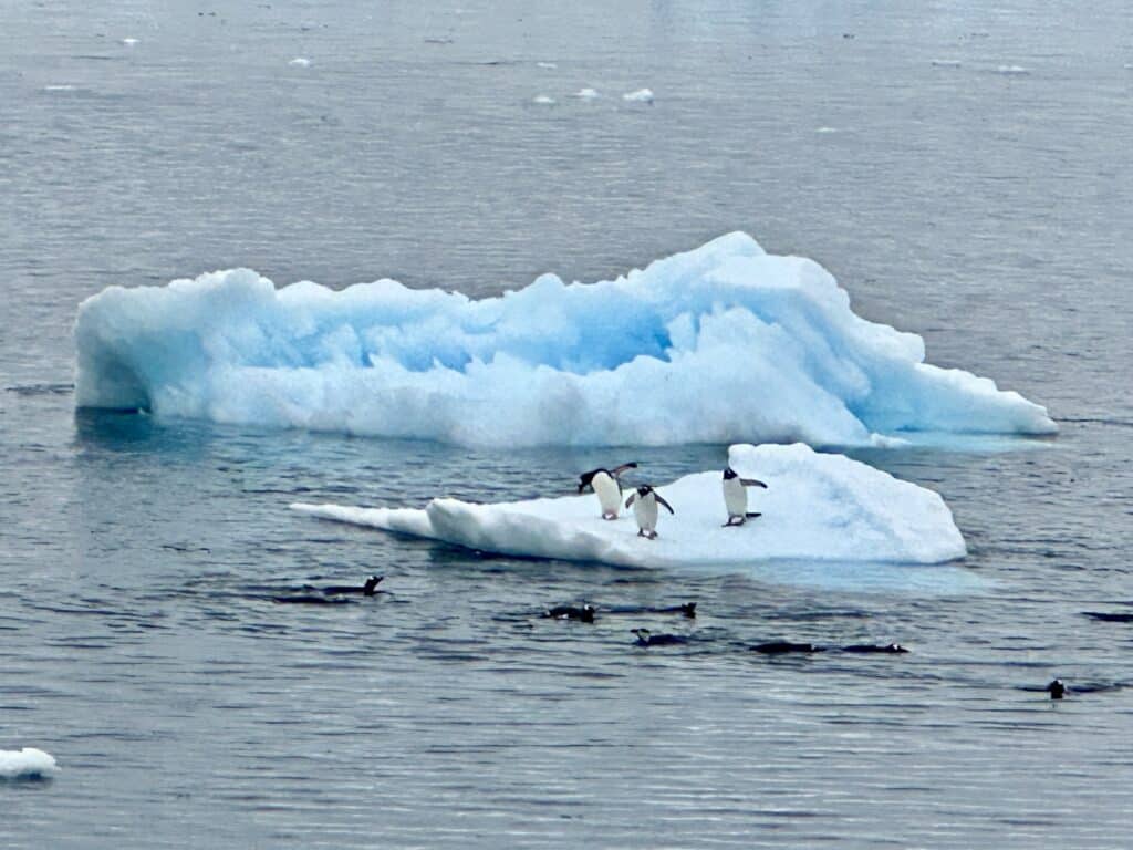 three penguins on iceberg - Adventures by Disney Antarctica
