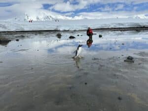 boy and penguin - Antarctica cruise with adventures by Disney