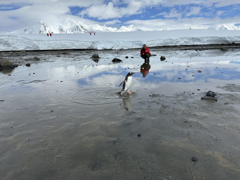 boy and penguin - Antarctica cruise with adventures by Disney