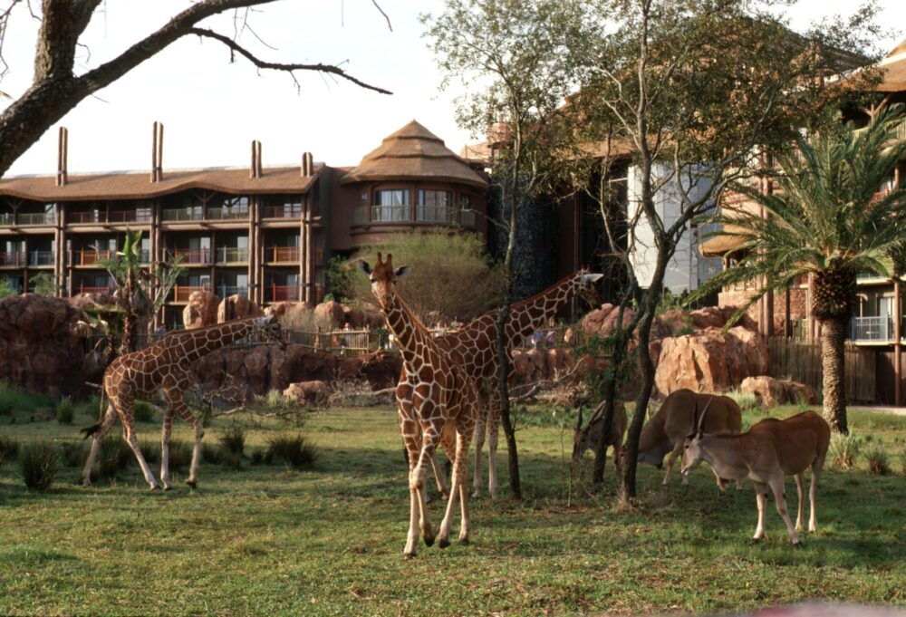 Animal Kingdom Resort at Disney - LA Family Travel 