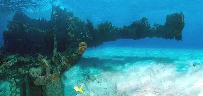 Coral Reef- Key West