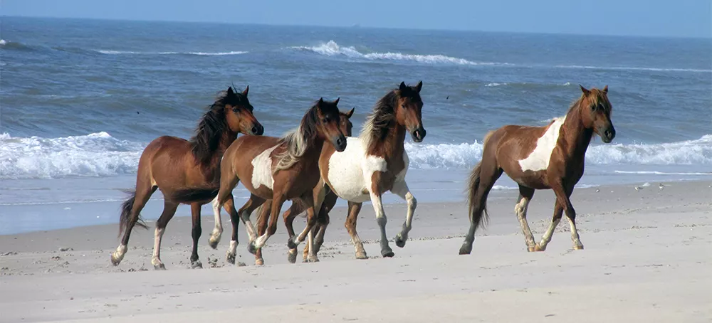 Horses on Beach - Assateague
