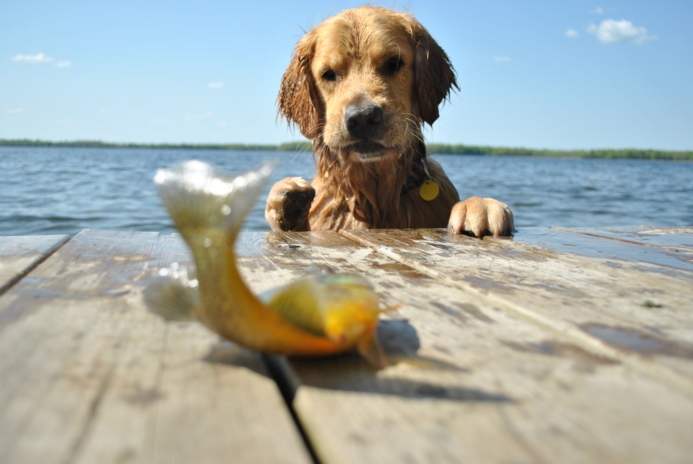 cute dog checks out sunfish on the dock