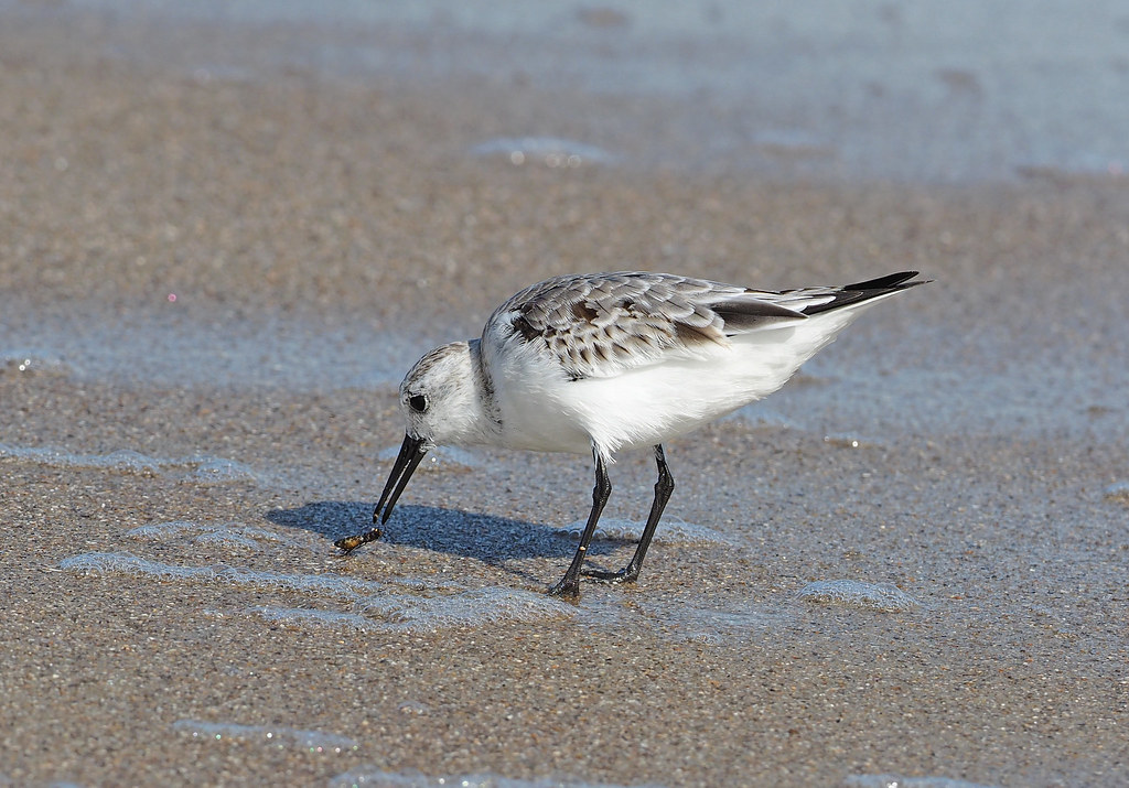 Sandpiper on beach at water's edge - 5 Best Charleston Beaches for Epic Family Vacations