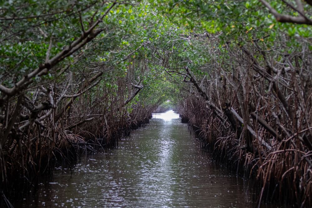Mangrove tunnel in Everglades - Florida family vacations, budget
