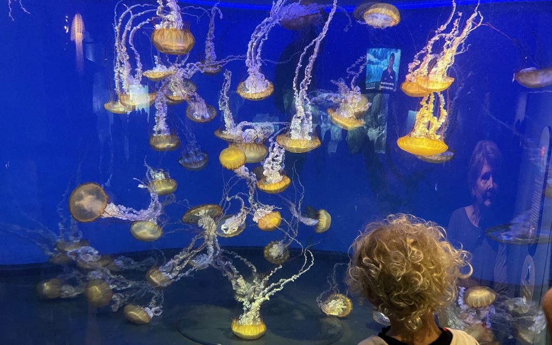 Tiqets Is Your Family’s Ticket To See The World