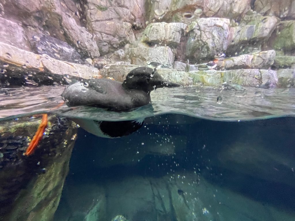 duck in aquarium - Tiqets