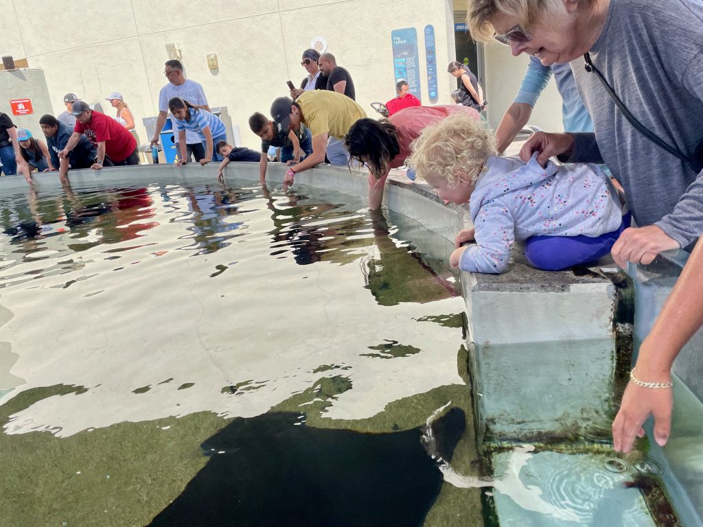 kids looking in petting pool - tiqets