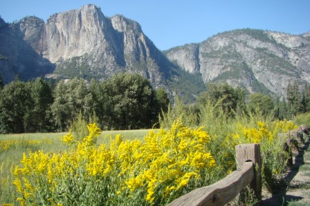 Yosemite Valley in summer featuring a golden rod meadow with mountains in the background. Best Family Travel Blogs You Must Follow.