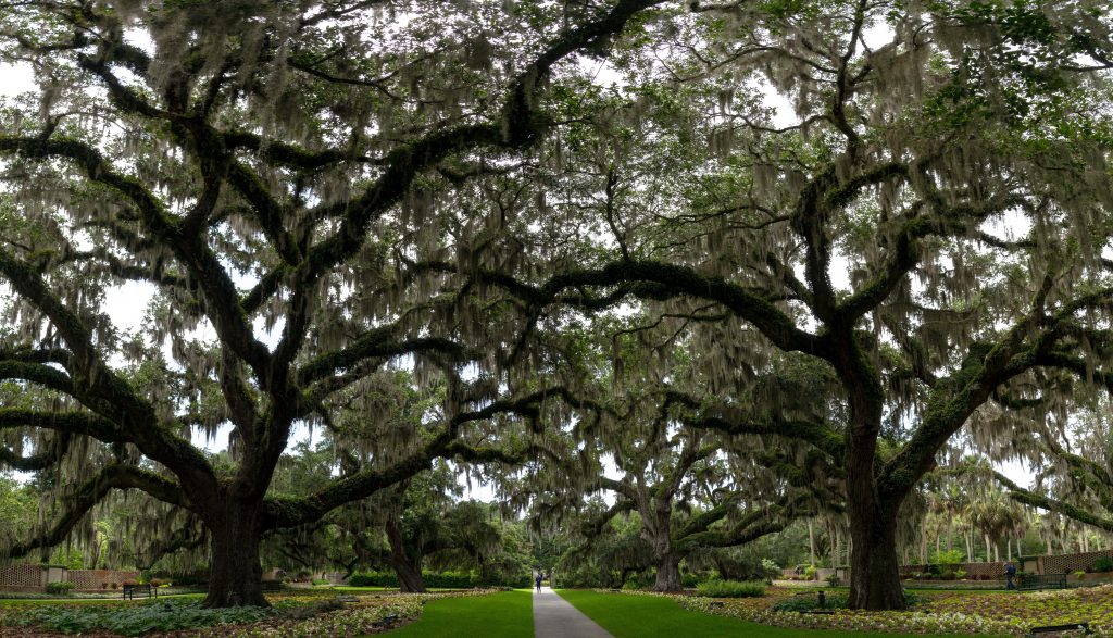 Spanish Moss and Live Oaks - Things To Do In Myrtle Beach With Kids
