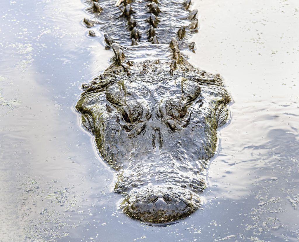 Myrtle Beach Gator - Things To Do In Myrtle Beach With Kids