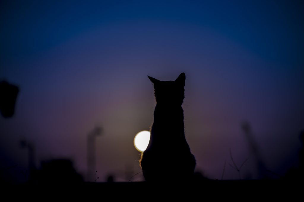 Cat's shadow against full moon - most haunted hotels in the united states