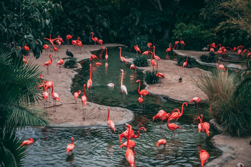 flamingos around a squiggly pond