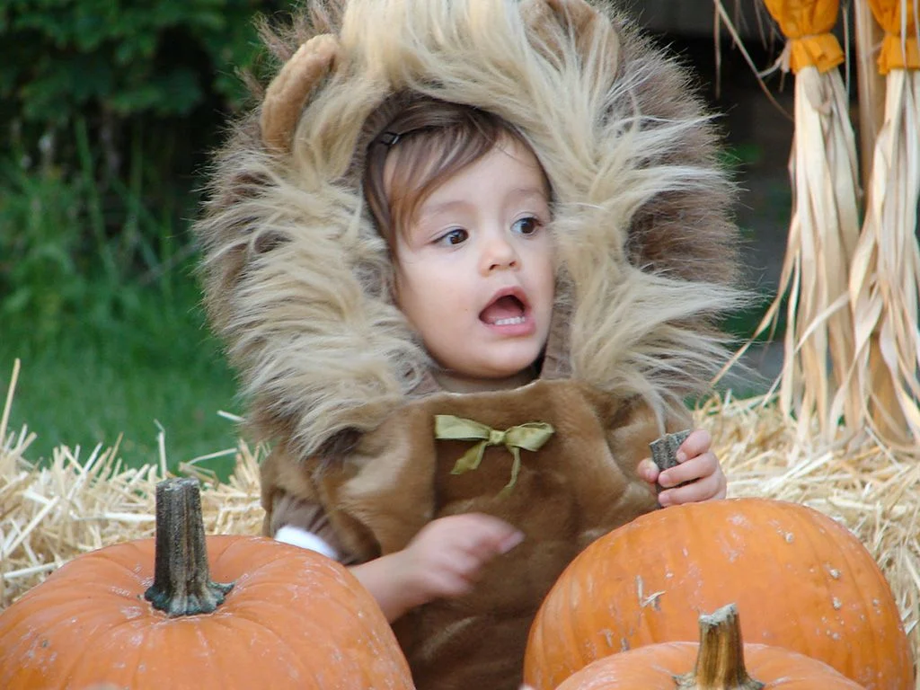 boy in lion costume with big pumpkins