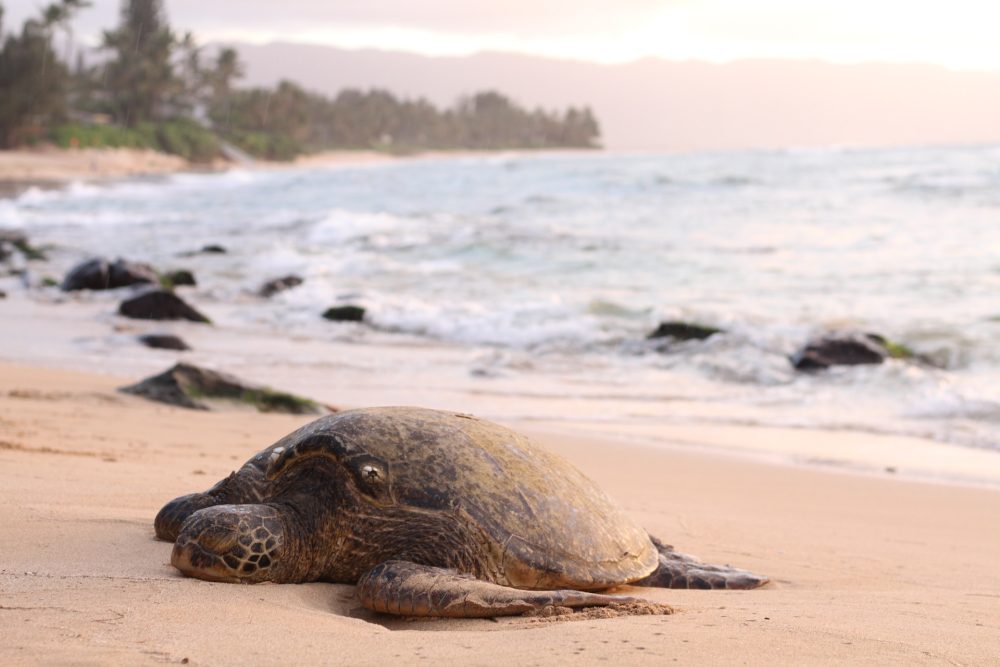 Sea turtle on a beach - best family beach vacations in October