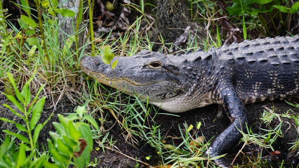 Alligator in Florida's Everglades National Park.