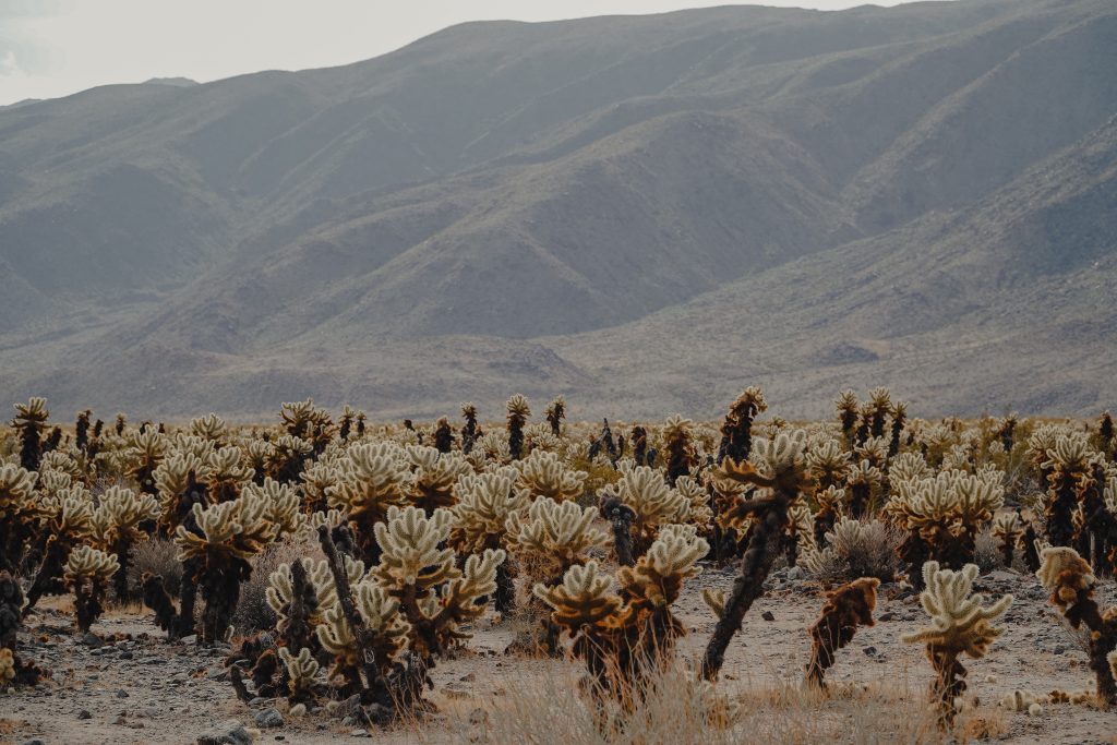 Photo of Cholla Cactus garden at Joshua Tree National Park