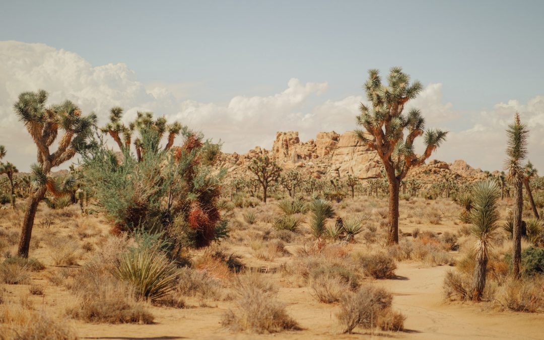 Joshua Tree National Park For Families: Epic Views, Easy Trails, and Unforgettable Adventures!