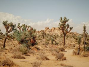 Photo of Joshua Tree National Park