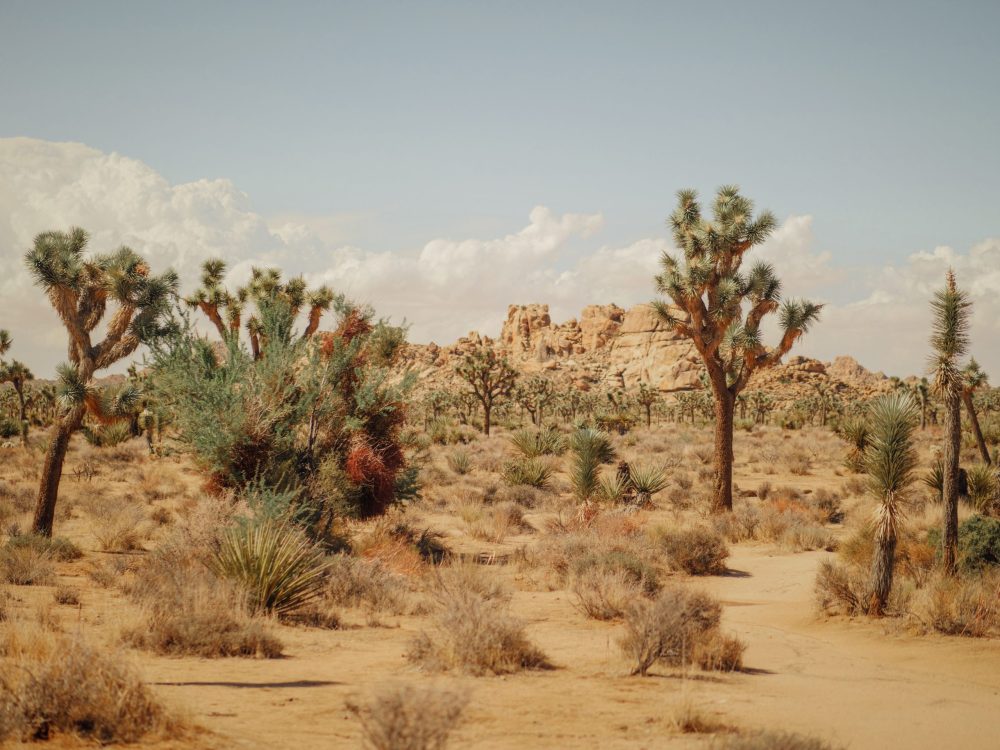 Photo of Joshua Tree National Park
