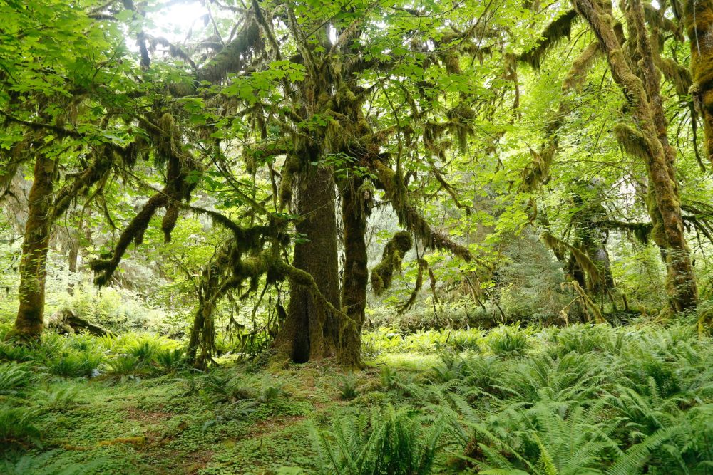 rain forest, Olympic National Park for families