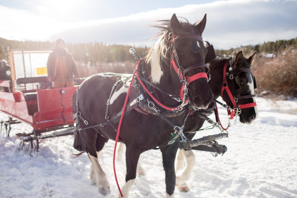 Photo of two horses ready to go out on a sleigh ride