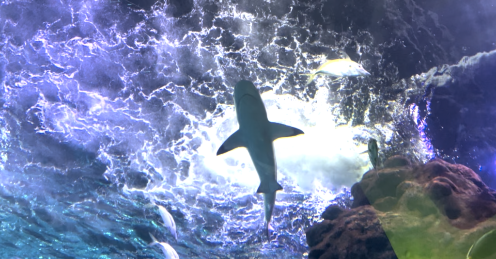 Shark overhead - Branson Family Vacations