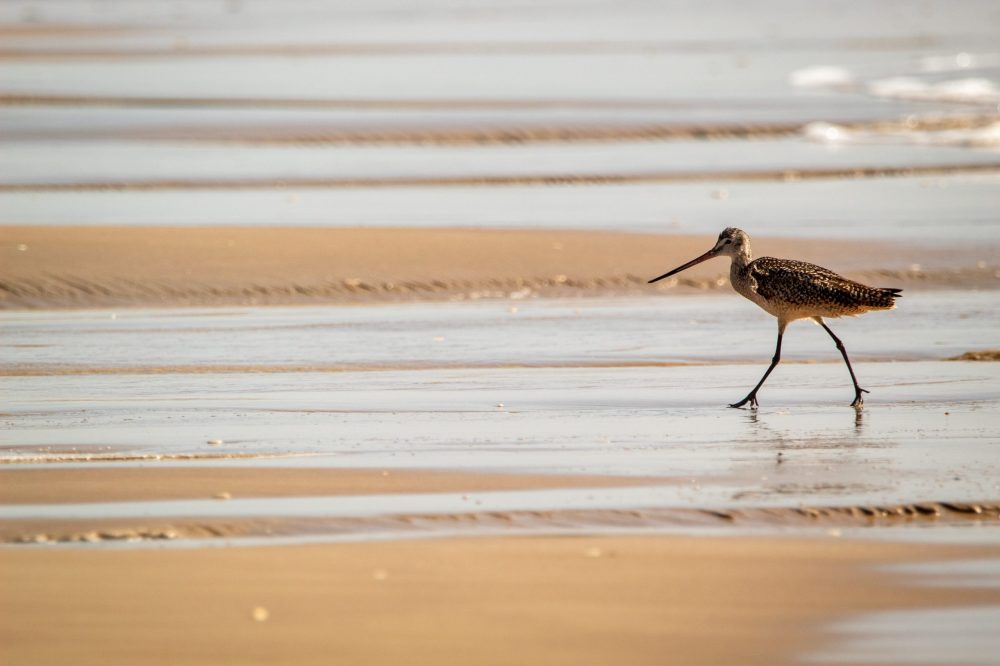 Padre Island National Seashore