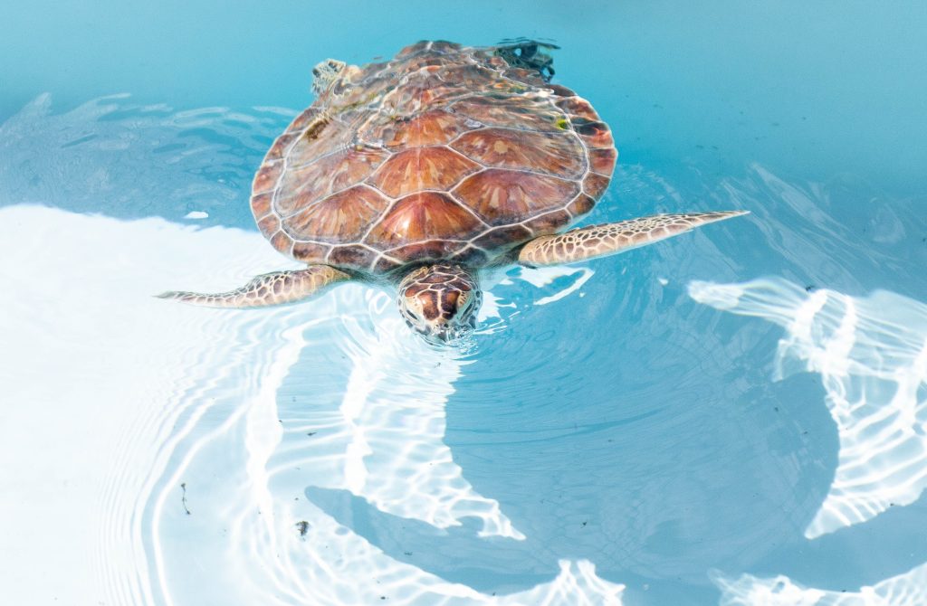 Loggerhead turtle at Tybee Island Marine Science Center.