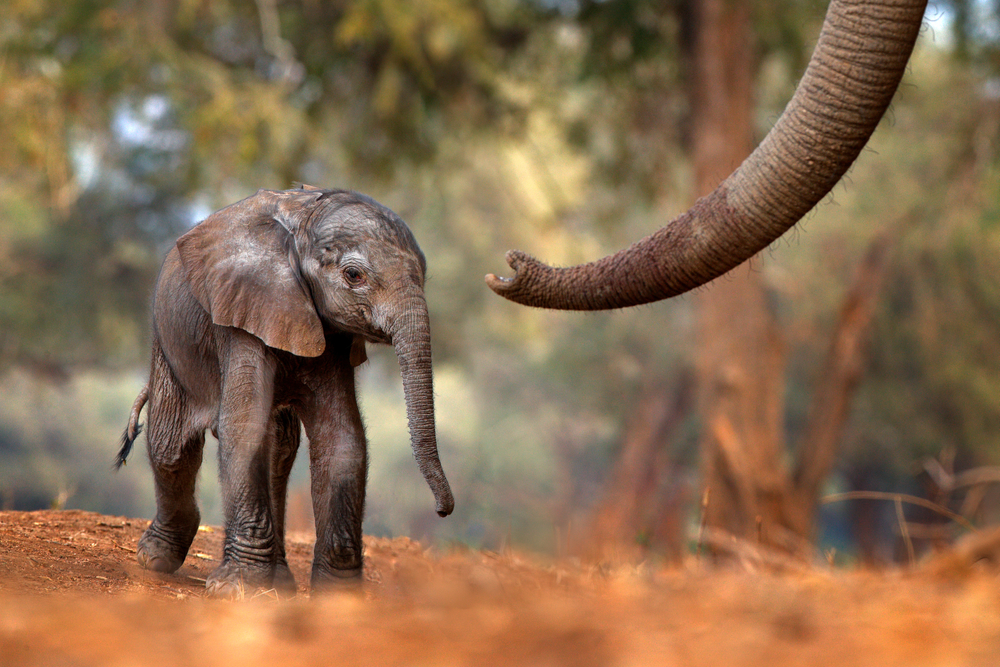 Baby elephant and mama elephant in forest -5 Meaningful Family Volunteer Vacations