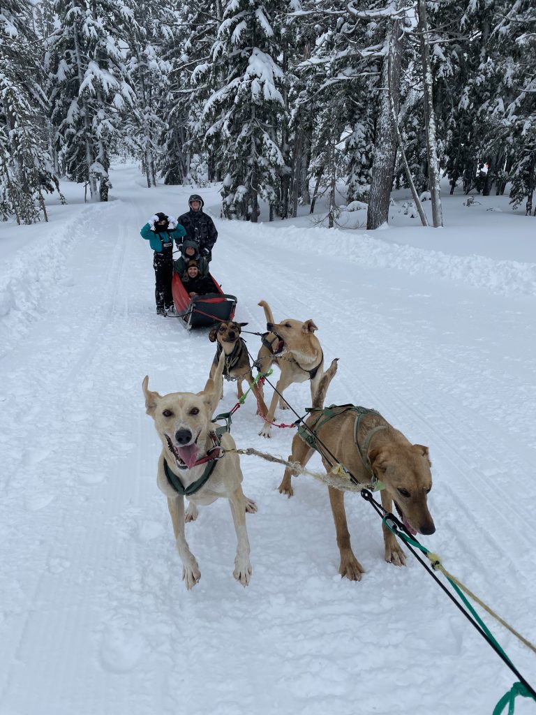 dogs in a line attached to sled - family things to do in Bend Oregon