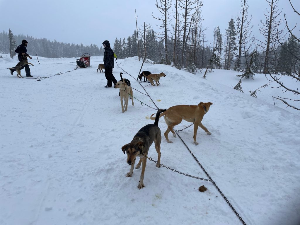dogs on a pulling line - family things to do in Bend Oregon