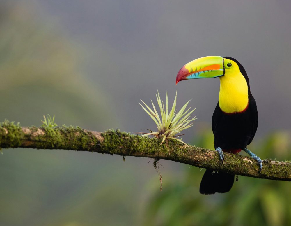 toucan, rainforest, best costa rica family resorts