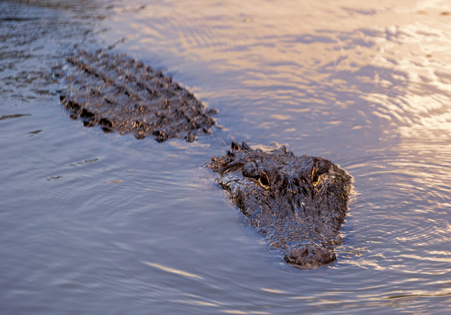 Alligator in Louisiana bayou. Things to do in New Orleans.