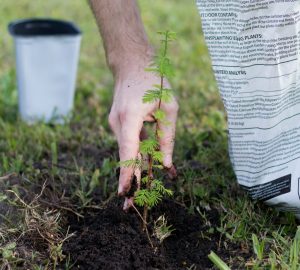 Plant a tree for Earth Day this year.