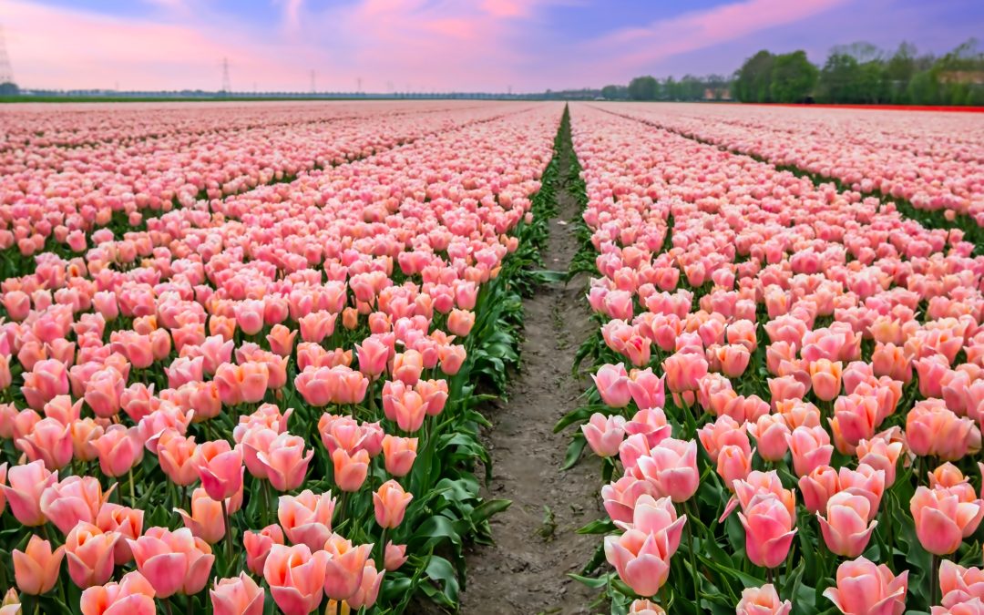 A Michigander’s Guide to the Tulip Time Festival in Holland, Michigan