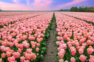 Holland, MI Tulip Time Festival