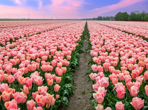 A Michigander’s Guide to the Tulip Time Festival in Holland, Michigan
