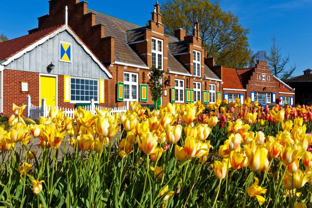 Yellow tulips in foreground, buildings in back - Holland, Michigan Tulip Festival
