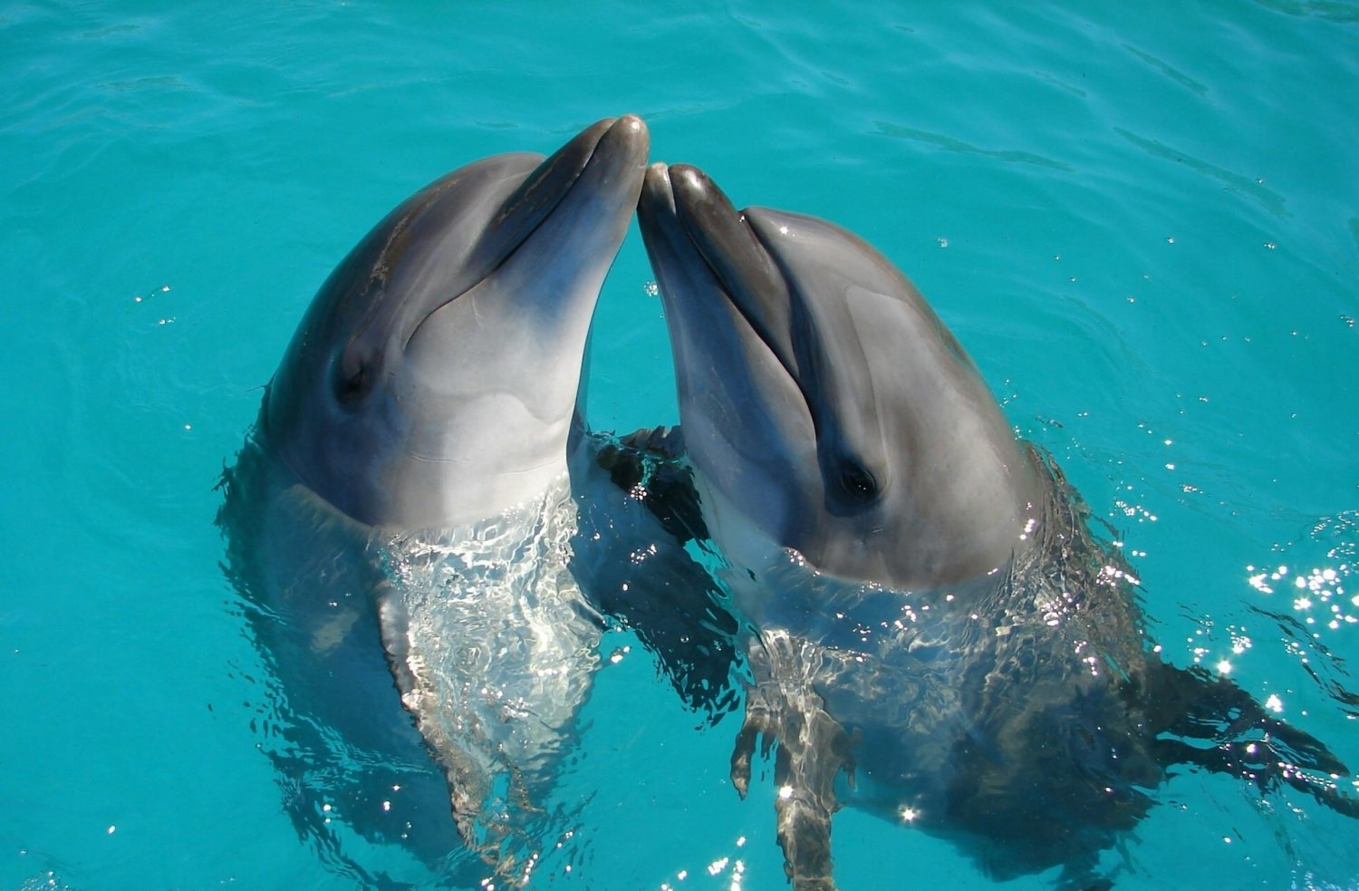 Dolphins in the water. Best all-inclusive resorts for teens.