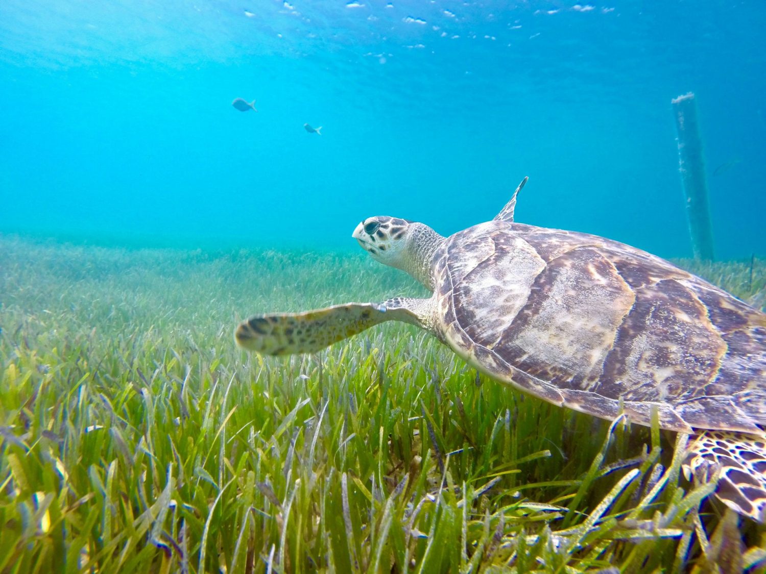Snorkeling for sea turtles. Best all-inclusive resorts for teens. 