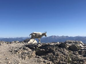 best adventure vacations for families in the USA, family travel, mountain goat, glacier national park