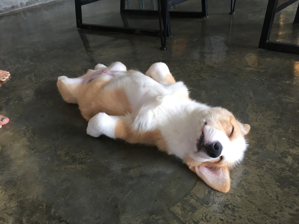 corgi sleeping on his back