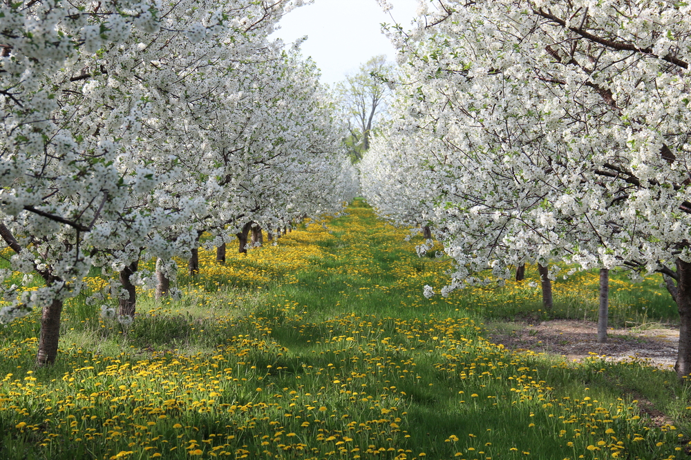 row of cherry trees