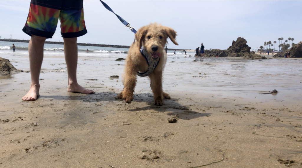 dog on beach by newport dunes