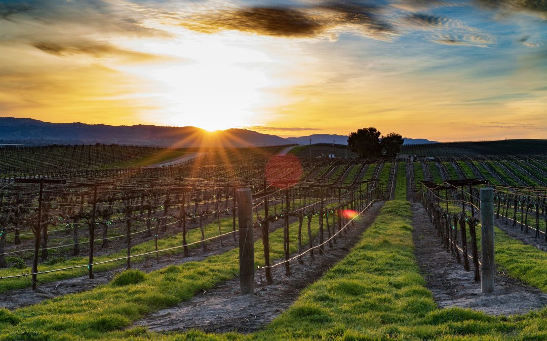 Hidden Santa Maria Valley: Wine Country Without Crowds